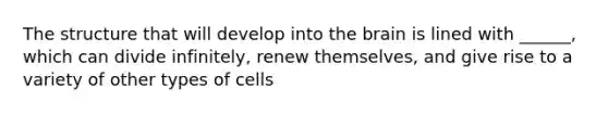 The structure that will develop into the brain is lined with ______, which can divide infinitely, renew themselves, and give rise to a variety of other types of cells