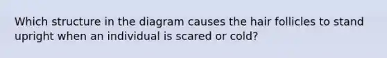 Which structure in the diagram causes the hair follicles to stand upright when an individual is scared or cold?