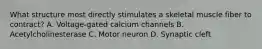 What structure most directly stimulates a skeletal muscle fiber to contract? A. Voltage-gated calcium channels B. Acetylcholinesterase C. Motor neuron D. Synaptic cleft