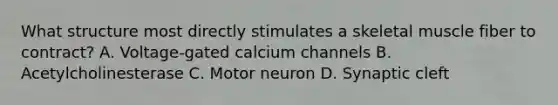 What structure most directly stimulates a skeletal muscle fiber to contract? A. Voltage-gated calcium channels B. Acetylcholinesterase C. Motor neuron D. Synaptic cleft