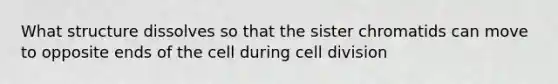 What structure dissolves so that the sister chromatids can move to opposite ends of the cell during cell division