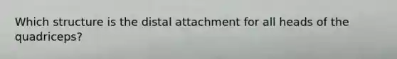 Which structure is the distal attachment for all heads of the quadriceps?