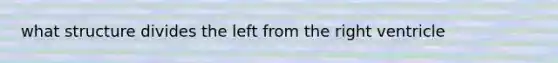 what structure divides the left from the right ventricle