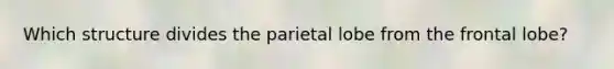 Which structure divides the parietal lobe from the frontal lobe?