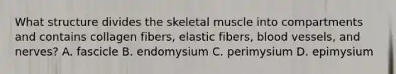 What structure divides the skeletal muscle into compartments and contains collagen fibers, elastic fibers, blood vessels, and nerves? A. fascicle B. endomysium C. perimysium D. epimysium