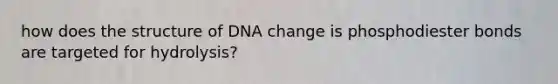 how does the structure of DNA change is phosphodiester bonds are targeted for hydrolysis?