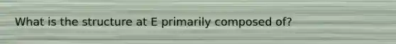 What is the structure at E primarily composed of?