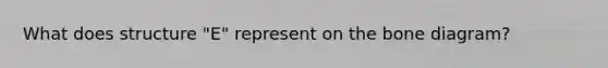 What does structure "E" represent on the bone diagram?