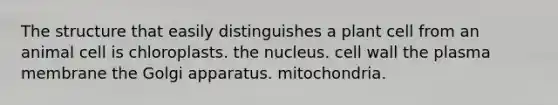 The structure that easily distinguishes a plant cell from an animal cell is chloroplasts. the nucleus. cell wall the plasma membrane the Golgi apparatus. mitochondria.