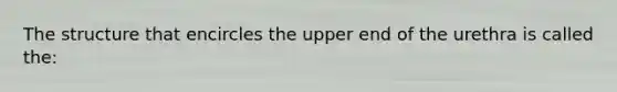 The structure that encircles the upper end of the urethra is called the: