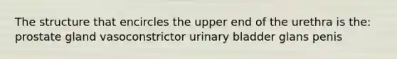 The structure that encircles the upper end of the urethra is the: prostate gland vasoconstrictor urinary bladder glans penis