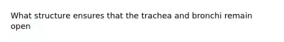 What structure ensures that the trachea and bronchi remain open