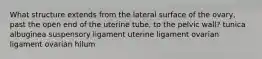 What structure extends from the lateral surface of the ovary, past the open end of the uterine tube, to the pelvic wall? tunica albuginea suspensory ligament uterine ligament ovarian ligament ovarian hilum