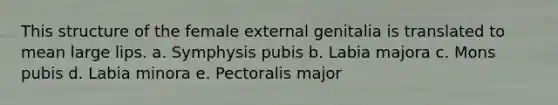 This structure of the female external genitalia is translated to mean large lips. a. Symphysis pubis b. Labia majora c. Mons pubis d. Labia minora e. Pectoralis major