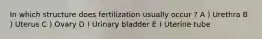 In which structure does fertilization usually occur ? A ) Urethra B ) Uterus C ) Ovary D ) Urinary bladder E ) Uterine tube