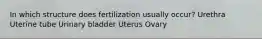 In which structure does fertilization usually occur? Urethra Uterine tube Urinary bladder Uterus Ovary