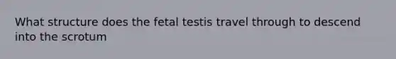 What structure does the fetal testis travel through to descend into the scrotum