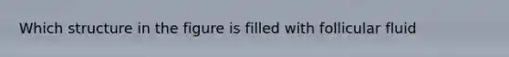 Which structure in the figure is filled with follicular fluid