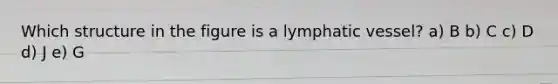 Which structure in the figure is a lymphatic vessel? a) B b) C c) D d) J e) G