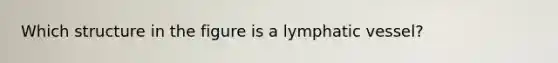 Which structure in the figure is a lymphatic vessel?