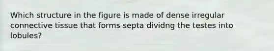 Which structure in the figure is made of dense irregular connective tissue that forms septa dividng the testes into lobules?