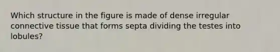 Which structure in the figure is made of dense irregular connective tissue that forms septa dividing the testes into lobules?