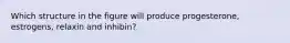 Which structure in the figure will produce progesterone, estrogens, relaxin and inhibin?