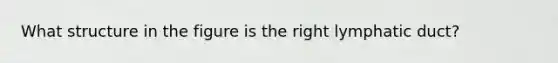 What structure in the figure is the right lymphatic duct?