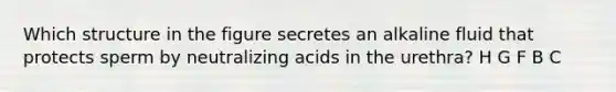 Which structure in the figure secretes an alkaline fluid that protects sperm by neutralizing acids in the urethra? H G F B C