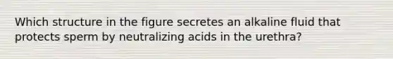 Which structure in the figure secretes an alkaline fluid that protects sperm by neutralizing acids in the urethra?