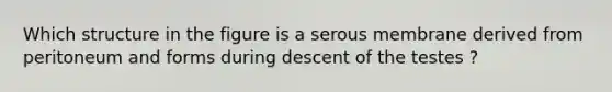 Which structure in the figure is a serous membrane derived from peritoneum and forms during descent of the testes ?