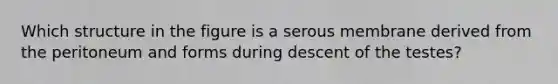 Which structure in the figure is a serous membrane derived from the peritoneum and forms during descent of the testes?