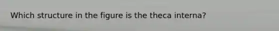 Which structure in the figure is the theca interna?