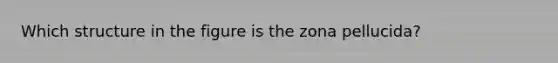 Which structure in the figure is the zona pellucida?