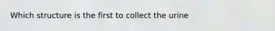 Which structure is the first to collect the urine