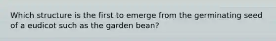 Which structure is the first to emerge from the germinating seed of a eudicot such as the garden bean?