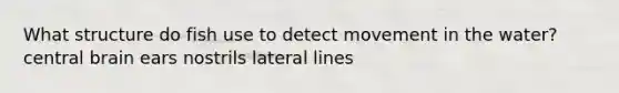 What structure do fish use to detect movement in the water? central brain ears nostrils lateral lines