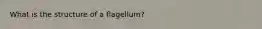 What is the structure of a flagellum?