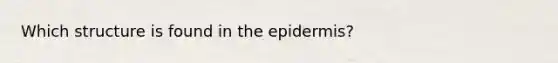 Which structure is found in <a href='https://www.questionai.com/knowledge/kBFgQMpq6s-the-epidermis' class='anchor-knowledge'>the epidermis</a>?