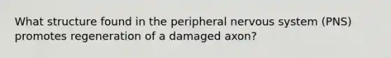 What structure found in the peripheral nervous system (PNS) promotes regeneration of a damaged axon?