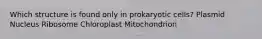 Which structure is found only in prokaryotic cells? Plasmid Nucleus Ribosome Chloroplast Mitochondrion