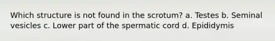 Which structure is not found in the scrotum? a. Testes b. Seminal vesicles c. Lower part of the spermatic cord d. Epididymis