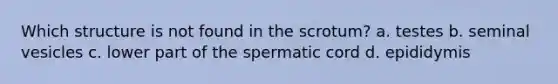 Which structure is not found in the scrotum? a. testes b. seminal vesicles c. lower part of the spermatic cord d. epididymis