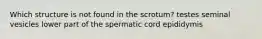 Which structure is not found in the scrotum? testes seminal vesicles lower part of the spermatic cord epididymis
