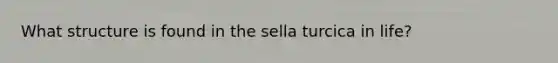 What structure is found in the sella turcica in life?