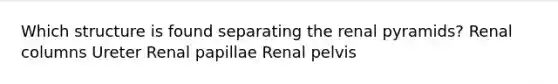 Which structure is found separating the renal pyramids? Renal columns Ureter Renal papillae Renal pelvis