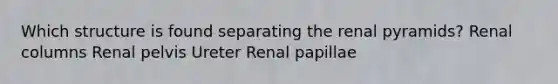 Which structure is found separating the renal pyramids? Renal columns Renal pelvis Ureter Renal papillae