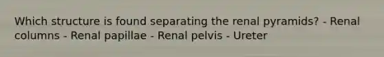 Which structure is found separating the renal pyramids? - Renal columns - Renal papillae - Renal pelvis - Ureter