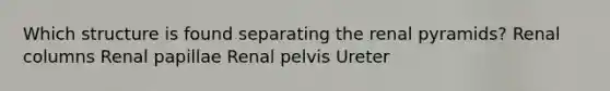 Which structure is found separating the renal pyramids? Renal columns Renal papillae Renal pelvis Ureter