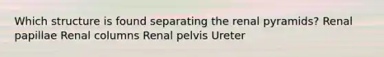 Which structure is found separating the renal pyramids? Renal papillae Renal columns Renal pelvis Ureter